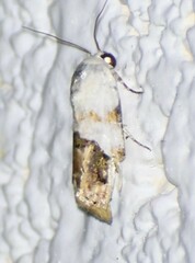 Acontiini
