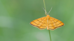 Idaea aureolaria