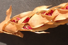 Elegia fistulosa