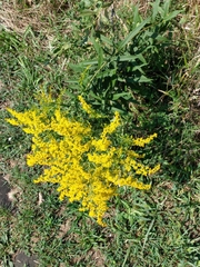 Solidago nemoralis