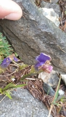 Gentianopsis ciliata ciliata