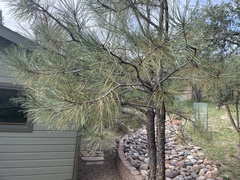 Pinus ponderosa