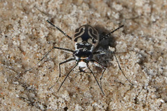 Habroscelimorpha dorsalis