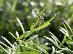 Leucauge dromedaria