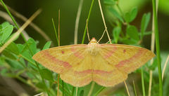 Rhodostrophia discopunctata