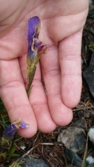 Gentianopsis ciliata ciliata
