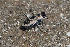 Habroscelimorpha dorsalis