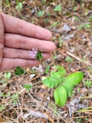 Elephantopus tomentosus