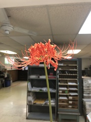 Lycoris