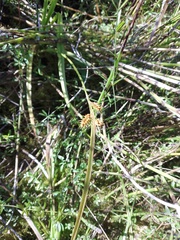 Carex flava