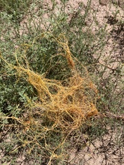 Cuscuta californica