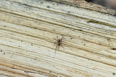Textrix denticulata
