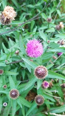 Centaurea scabiosa