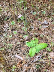 Elephantopus tomentosus