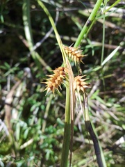 Carex flava