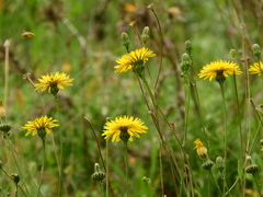 Reichardia picroides