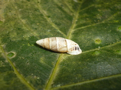 Cyclodontina fusiformis