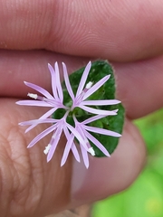 Elephantopus tomentosus