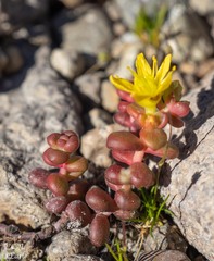Sedum divergens