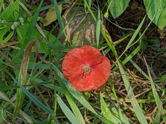 Papaver dubium
