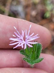 Elephantopus tomentosus