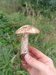 Leccinum variicolor