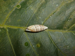 Cyclodontina fusiformis