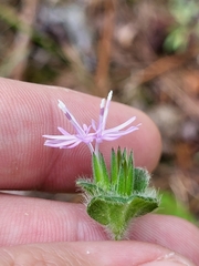 Elephantopus tomentosus