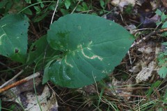 Scrobipalpula manierreorum