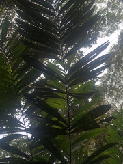 Bactris