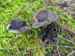 Cyanula
