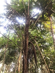 Bactris
