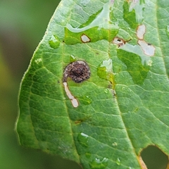 Bucculatrix frangutella