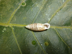 Cyclodontina fusiformis
