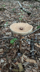Macrolepiota procera