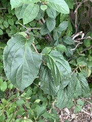 Rhamnus