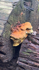 Laetiporus conifericola