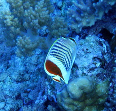 Chaetodon paucifasciatus