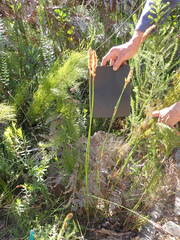 Elegia fistulosa