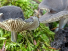 Cyanula