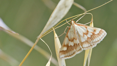 Ephelis cruentalis