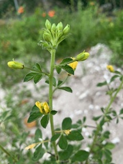 Cleome viscosa