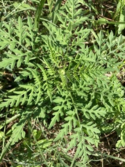Ambrosia artemisiifolia