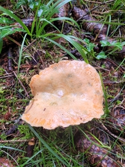 Lactarius deterrimus