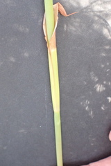 Elegia fistulosa