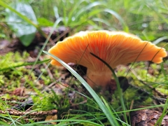 Lactarius deterrimus