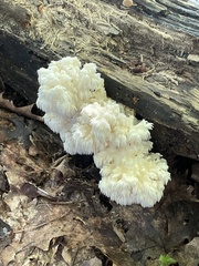 Hericium coralloides