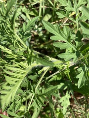 Ambrosia artemisiifolia