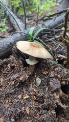 Agaricus subrufescens