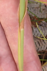Elegia fistulosa